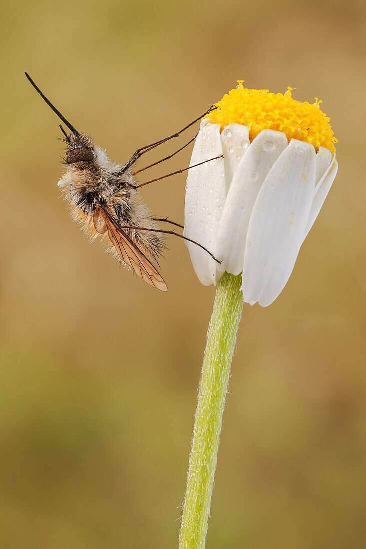Die Große Bienenfliege, Bombylius major, ist eine Bienenmimik. Die Eier werden vom erwachsenen Weibchen gegen den Eingang der unterirdischen Nester von Solitärbienen und Wespen geschnippt. Nach dem Schlüpfen finden die Larven ihren Weg in die Nester, um sich von den Larven zu ernähren.