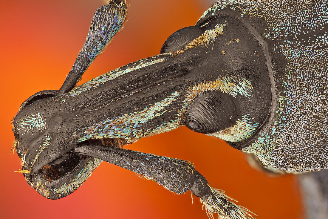 Diese Rüsselkäfer gehören zu den farbenprächtigsten der Welt