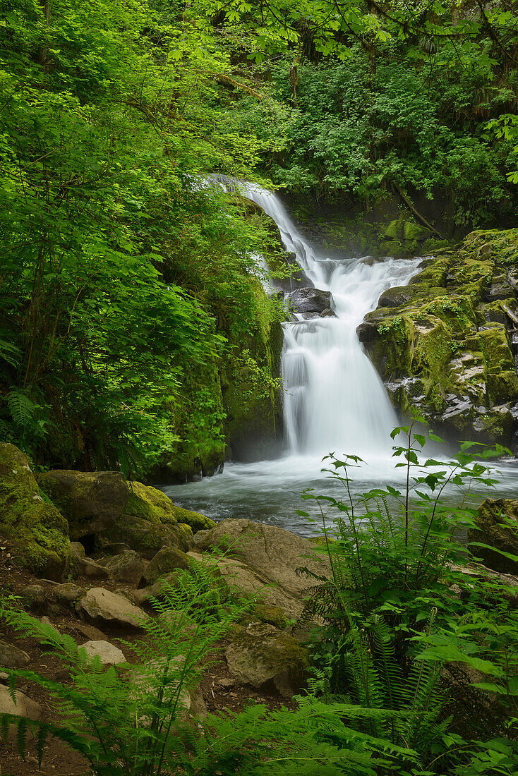 Sweet Creek Falls in den Coast Range Mountains im Westen von Oregon.