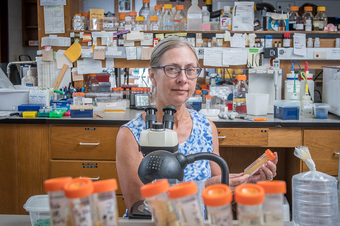 Peggy Ozias-Akins, Forscherin an der University of Georgia, sitzt vor einem Mikroskop in ihrem Labor, in dem sie die Molekulargenetik von Erdnusspflanzen untersucht, Tifton, Georgia.