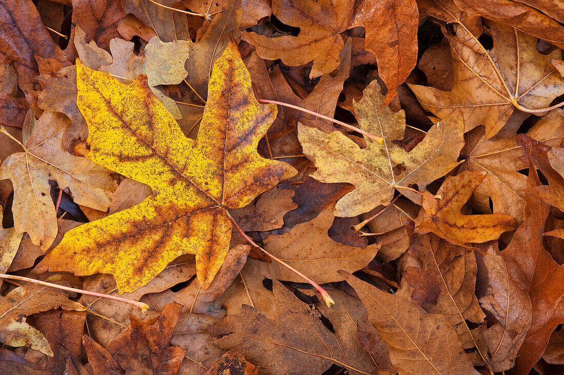 Bigleaf maple tree leaves on forest floor in Autumn; Nisqually National Wildlife Refuge, Washington.