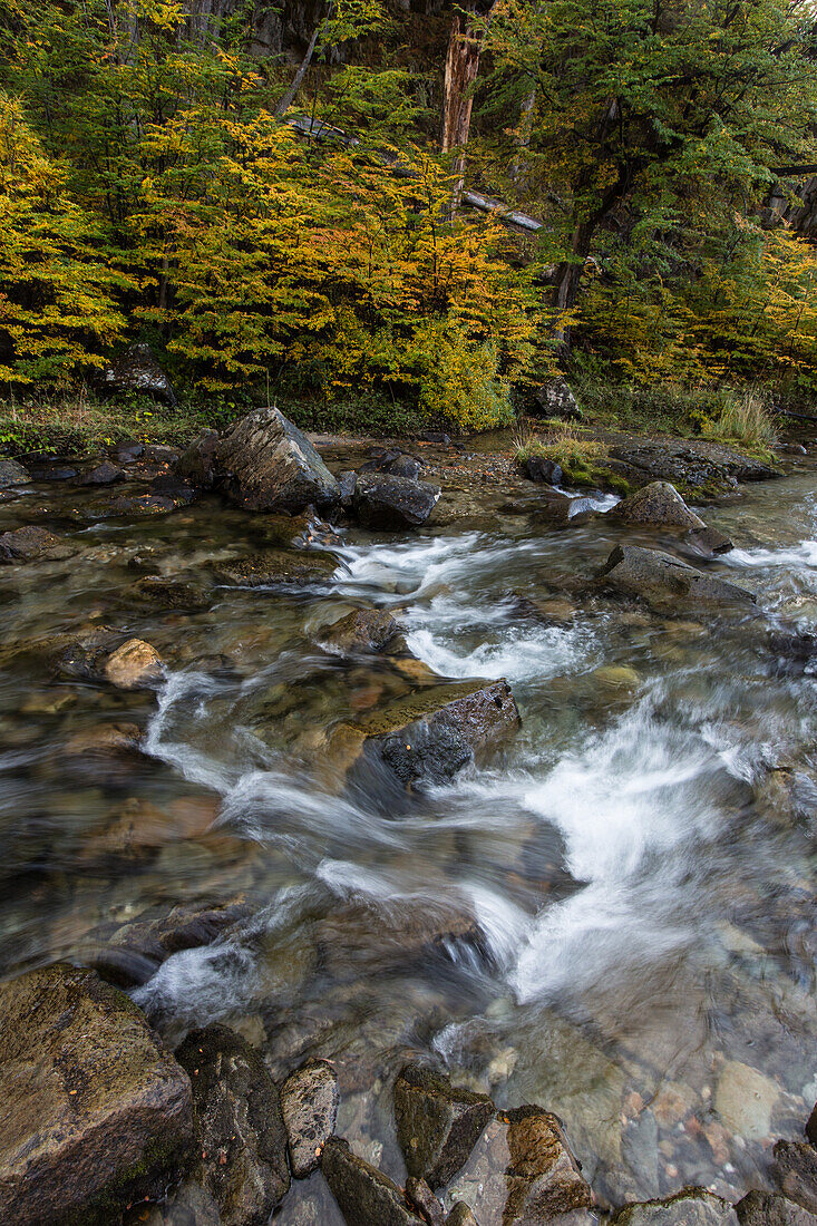 Herbstfarben am Arroyo del Salto in der Nähe des Chorillo del Salto-Wasserfalls im Los Glaciares-Nationalpark bei El Chalten, Argentinien. Eine UNESCO-Welterbestätte in der Region Patagonien in Südamerika.