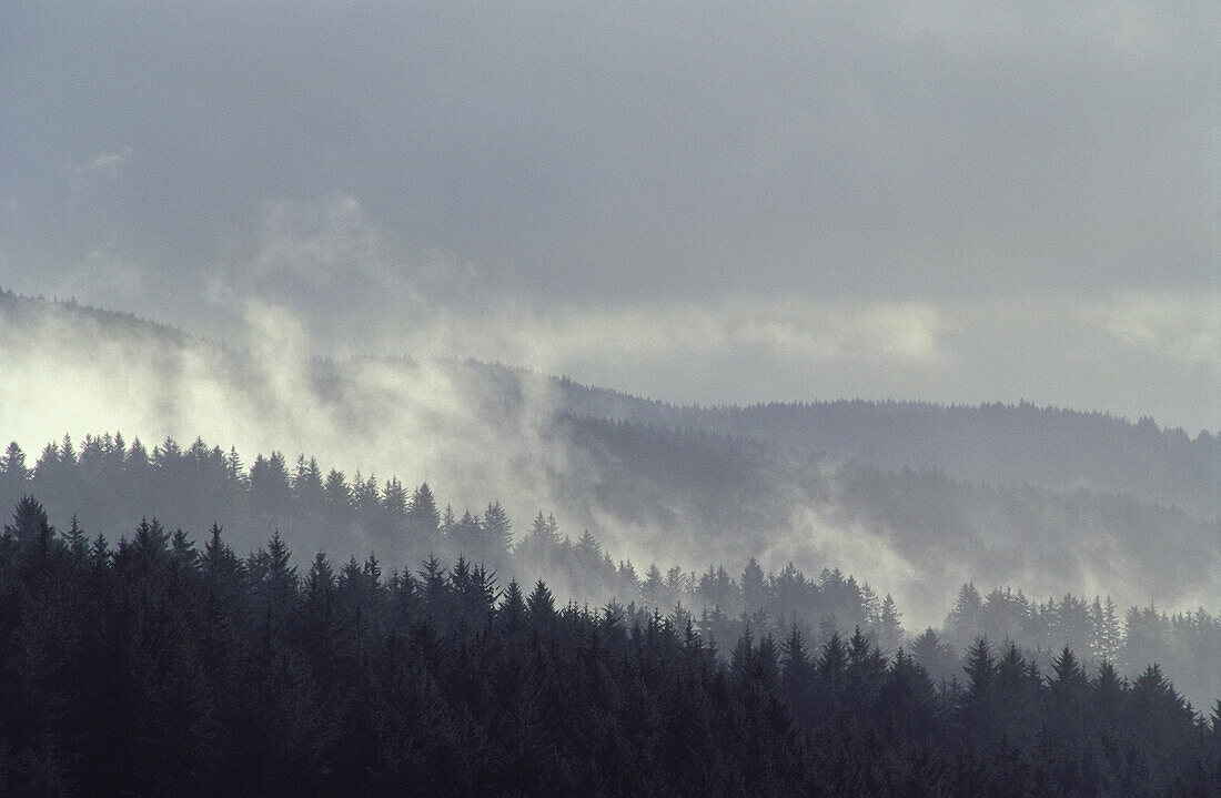 Rain storm in the temperate rainforest of the Coast Range Mountains, Siuslaw National Forest, Oregon.