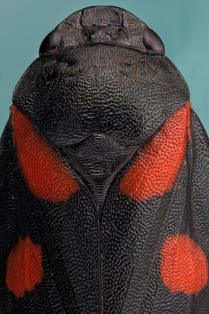 Cercopis intermedia oder Froschlöffel; in Spanien gibt es zwei weitere Arten, aber diese ist die häufigere