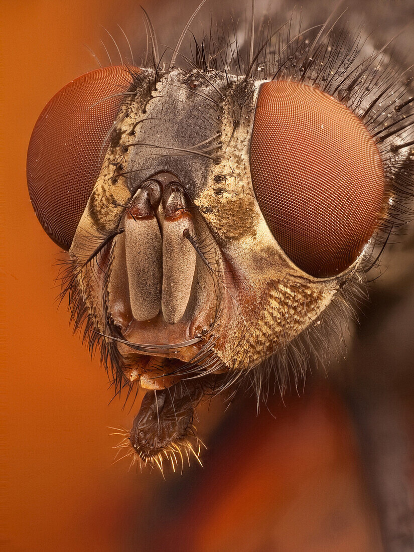 Calliphora vicina or blue bottle fly; with its very characteristic bright orange cheeks