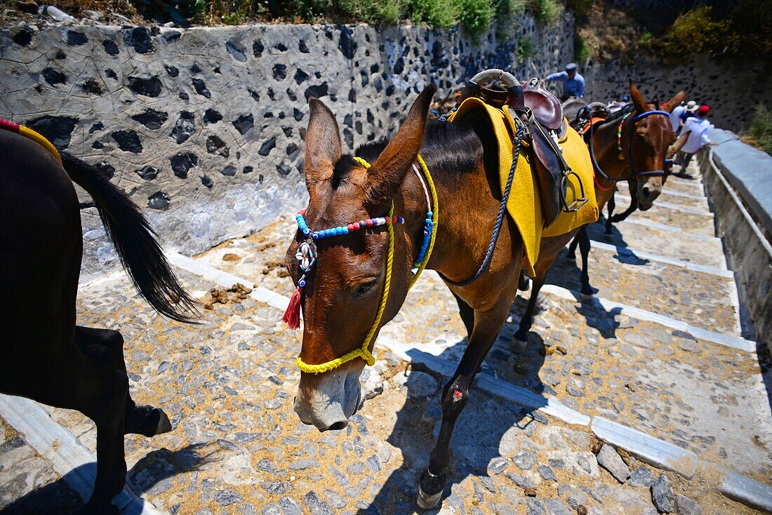 Maultiertaxis und Eselreiten in Fira, Santorin, eine grausame Tradition, die nach Ansicht vieler Tierschutzorganisationen zu Tiermissbrauch beiträgt.