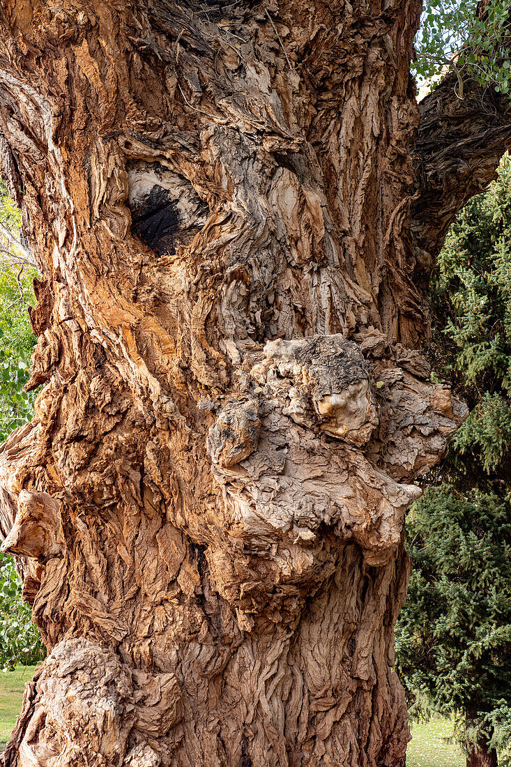 Ein Gesicht in der knorrigen Rinde eines Pappelbaums, Populua fremonti, im Capitol Reef National Park, Utah.