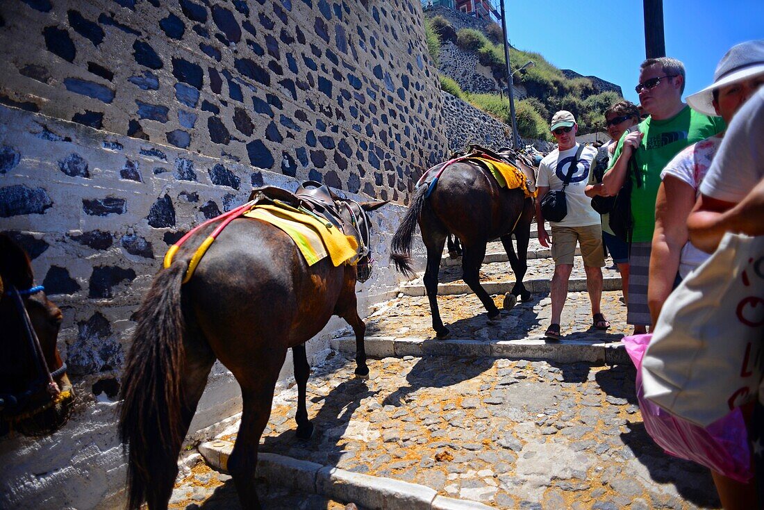 Maultiertaxis und Eselreiten in Fira, Santorin, eine grausame Tradition, die nach Ansicht vieler Tierschutzorganisationen zu Tiermissbrauch beiträgt.