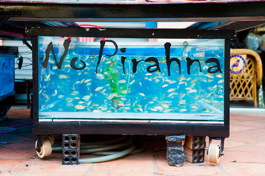 Garra Ruufa fish in a fish massage container, Siem Reap, Cambodia, Southeast Asia, Asia