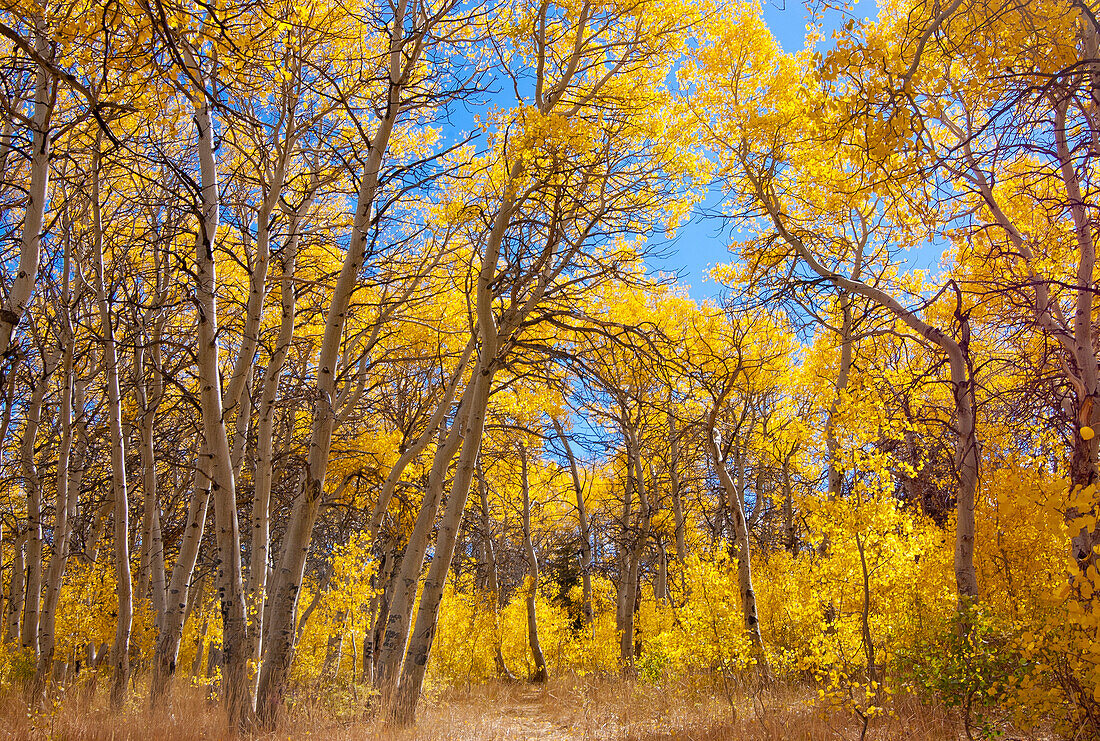 Aspen trees in Autumn; Toiyabe National Forest, Eastern Sierra Nevada Mountains, California.