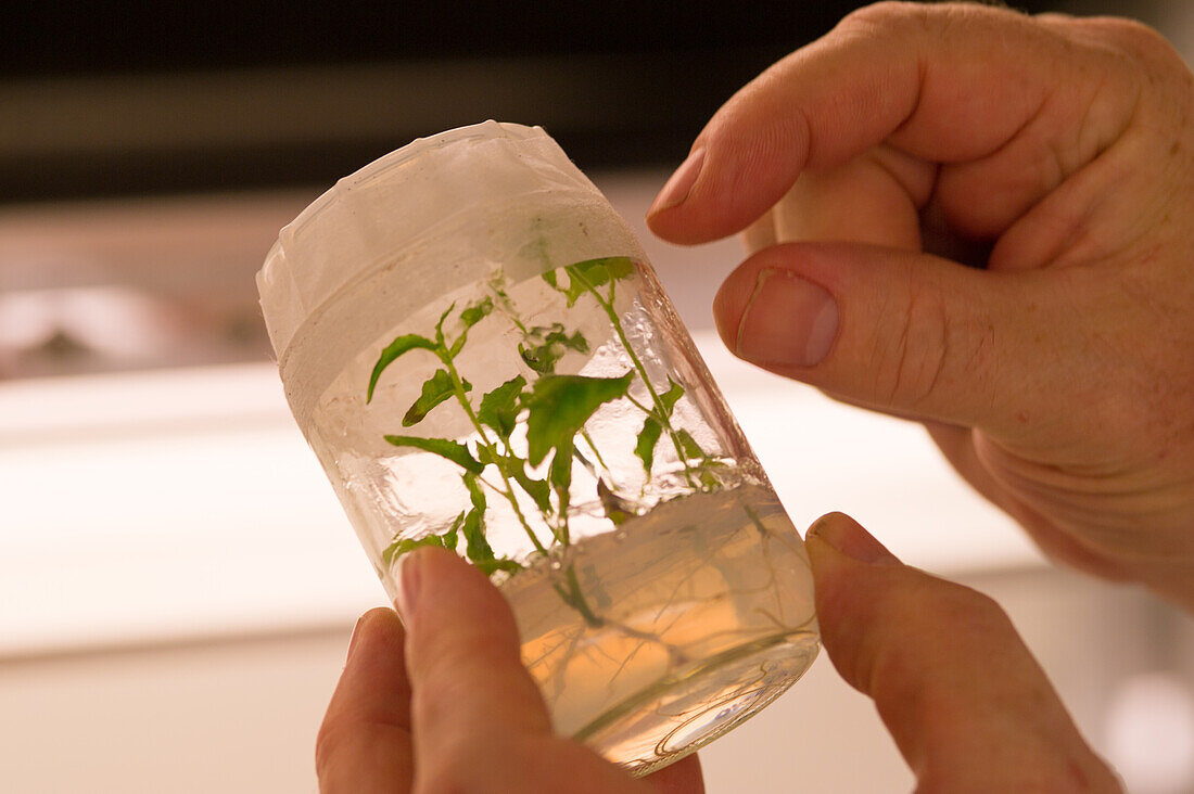 Research testing on poplar trees