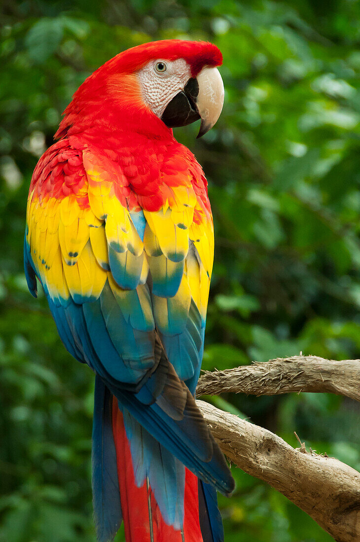 Scarlet Macaw (Ara macao) at Xcaret eco-archeological park, Riviera Maya, Mexico.