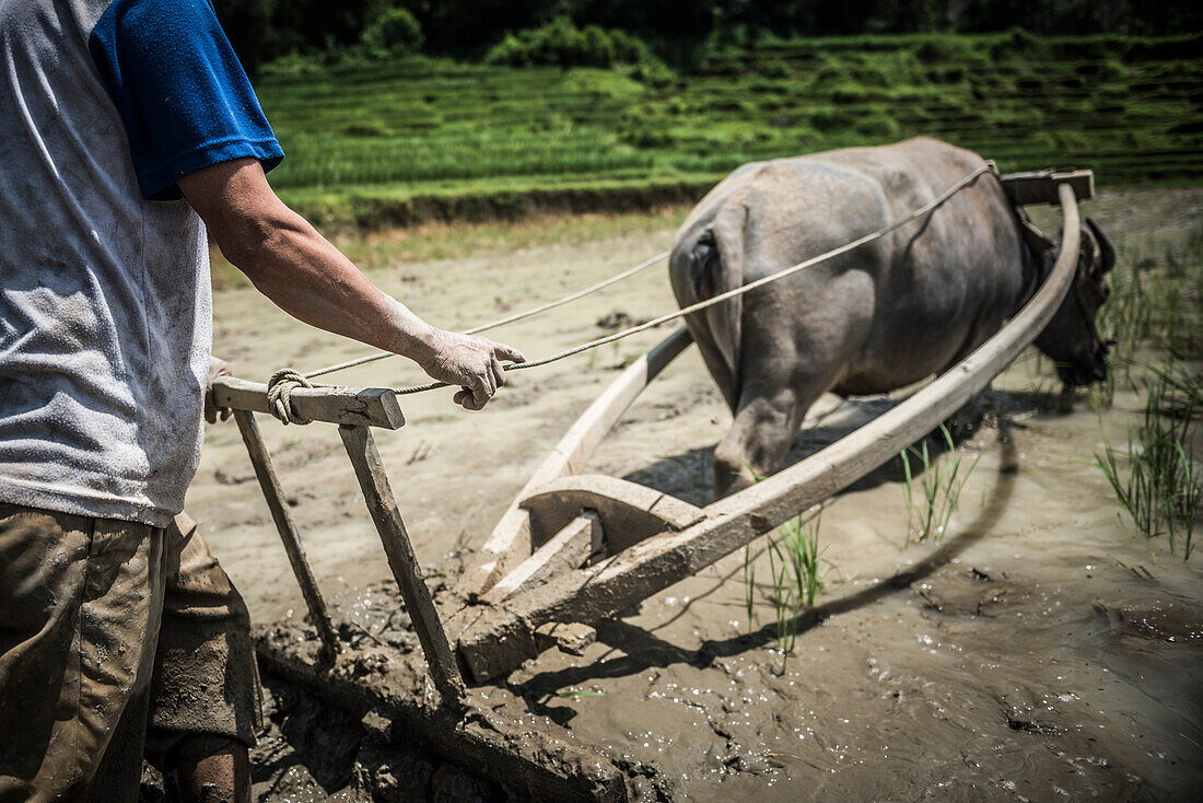 Ploughing rice paddy fields with Water Buffalo near Bukittinggi, West Sumatra, Indonesia