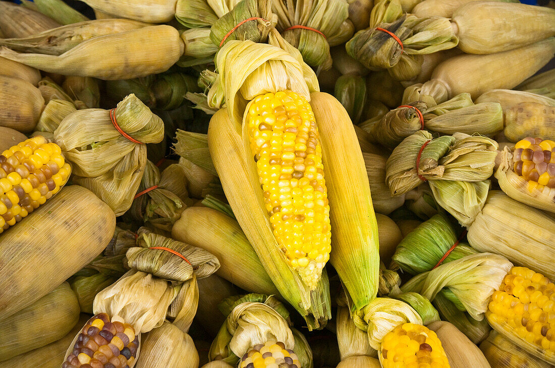 Fresh corn on the cob for sale in Chatuchak Weekend Market food vendor stall; Bangkok, Thailand.