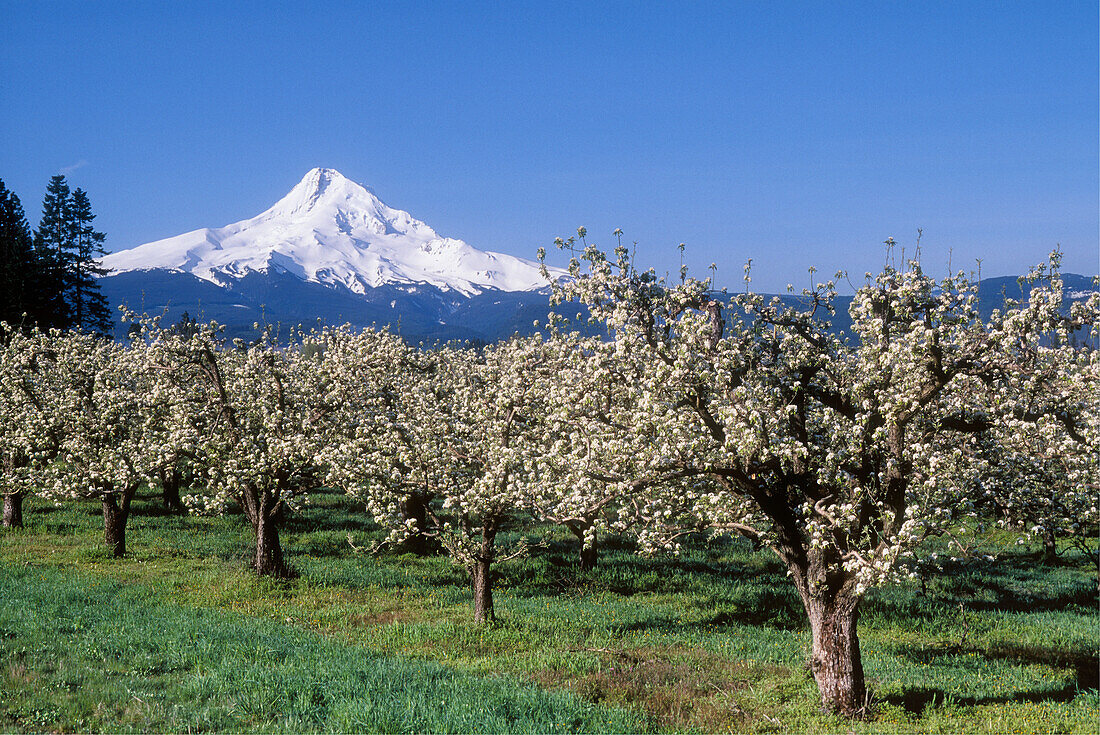 Mount Hood und Apfelplantage mit blühenden Bäumen im Frühling; Hood River Valley, Oregon.