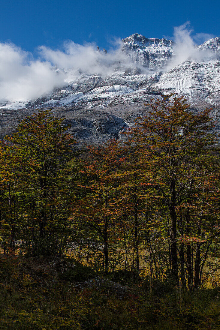 Der Cordon de los Condores bildet die Ostseite des Tals des Rio de las Vueltas nördlich des Nationalparks Los Glaciares, in der Nähe von El Chalten, Argentinien, in der Region Patagonien in Südamerika. Im Vordergrund stehen Lenga- oder Südbuchenbäume.
