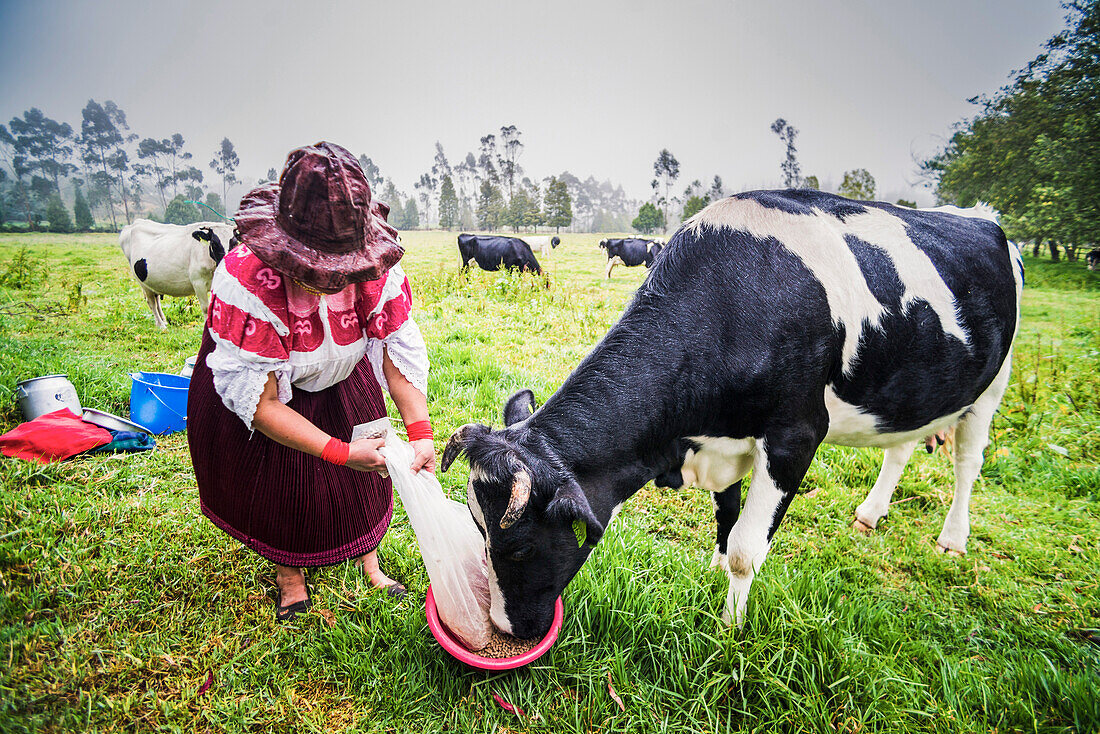 Cayambe-Dame aus Ecuador füttert ihre Kuh auf der Zuleta Farm, Imbabura, Ecuador, Südamerika
