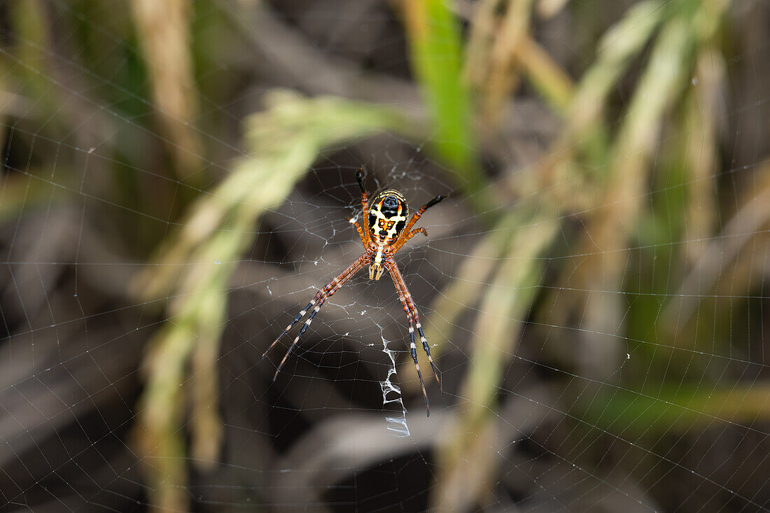 A grass spider (Argiope catenulata) in its web, West Java, Indonesia, Southeast Asia, Asia