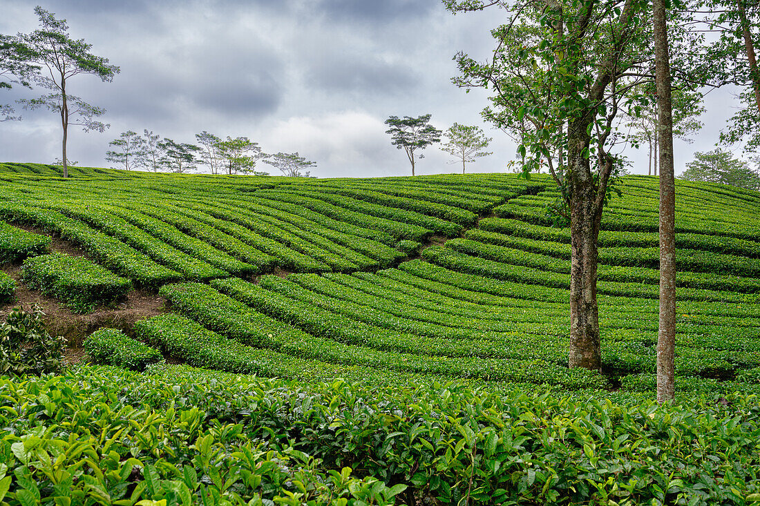 Blick auf die Teeplantage Sukadana, West Java, Indonesien, Südostasien, Asien