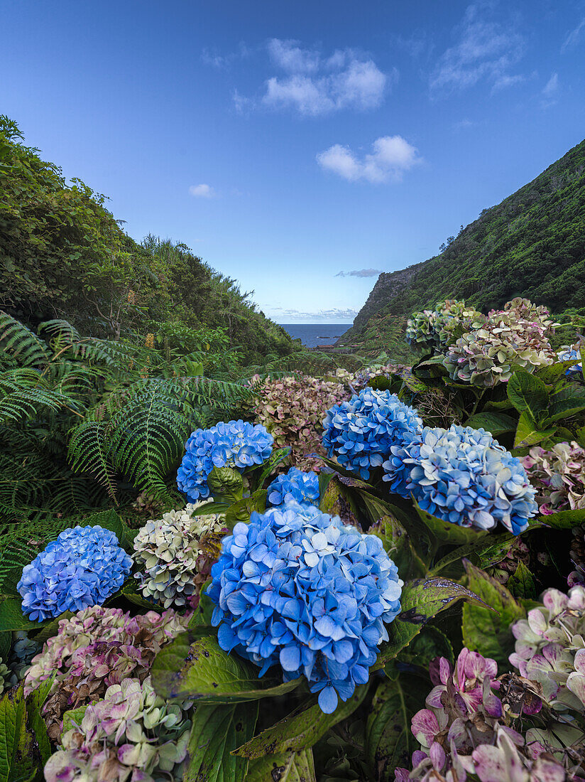 Hortensienblüten auf der Insel Flores, Azoren-Inseln, Portugal, Atlantischer Ozean, Europa