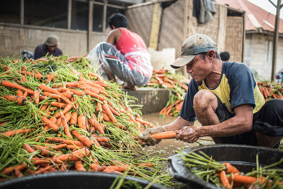 Carrot farm in Bukittinggi, West Sumatra, Indonesia