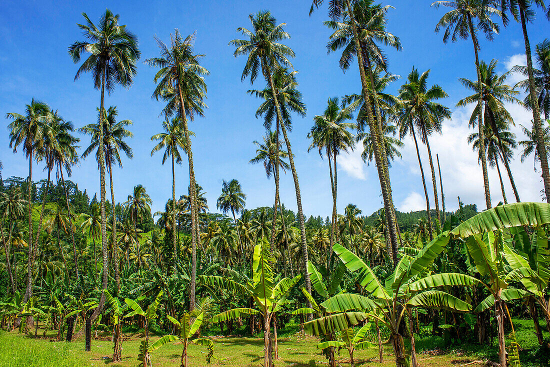 Palm trees at Route de ceinture, Tahiti Nui, Society Islands, French Polynesia, South Pacific.