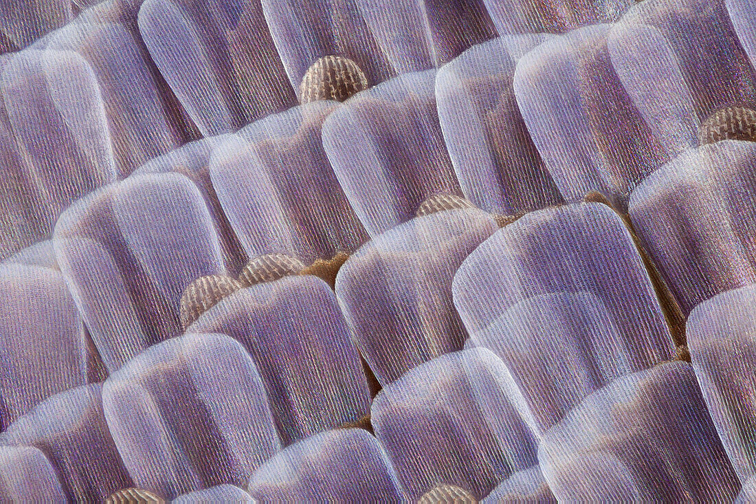 The wing scales of the Lysandra bellargus, also known as Adonis blue; a quite common species in Spain. Small cactus-like scales can be seen between normal scales