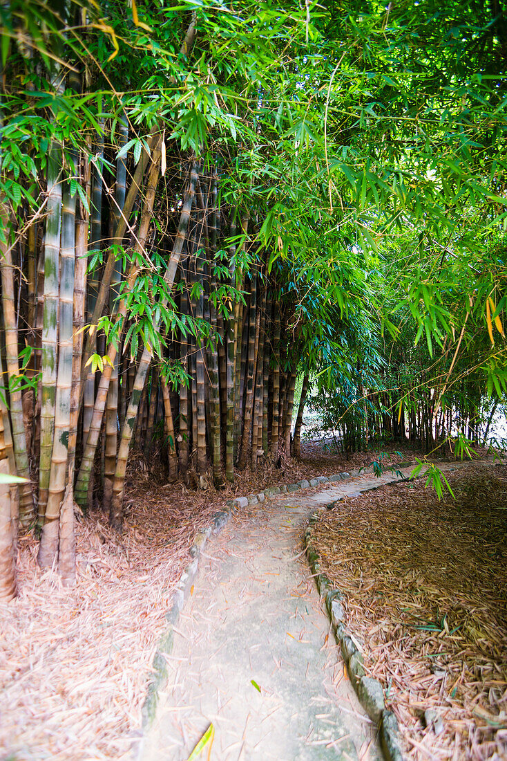 Bambuspflanzen in den Botanischen Gärten von Palermo (Orto Botanico), Sizilien, Italien, Europa. Dies ist ein Foto von Bambuspflanzen in den Botanischen Gärten von Palermo (Orto Botanico), Sizilien, Italien, Europa.
