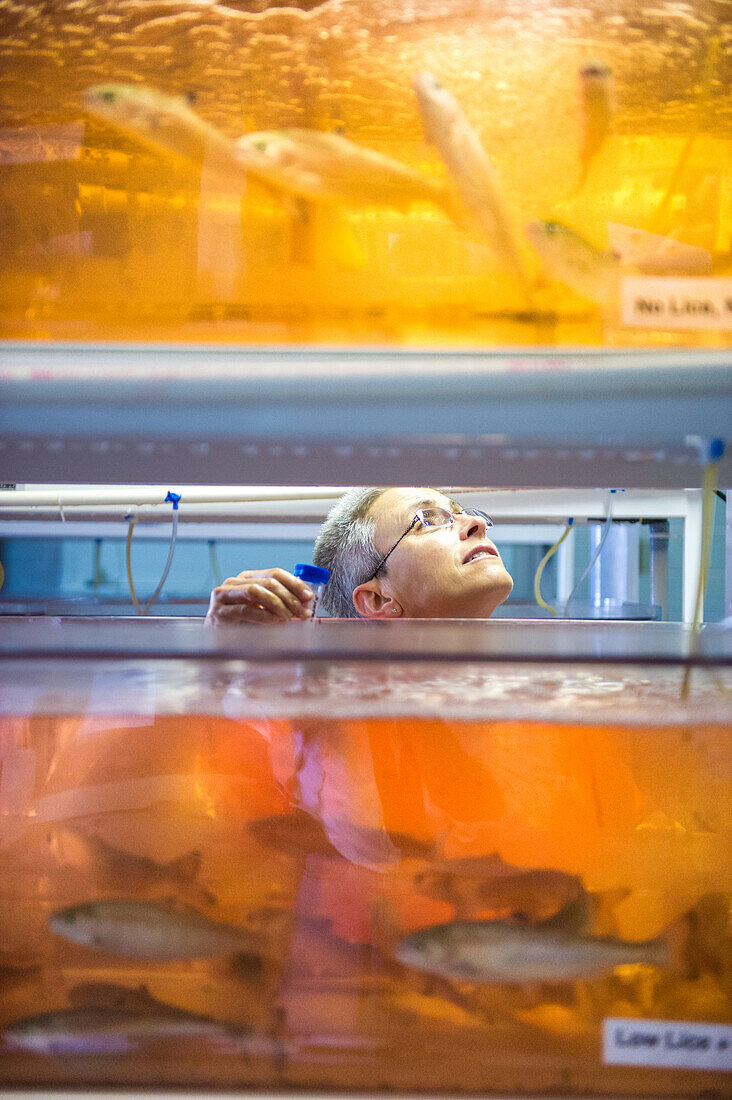 Scientist observing salmon in an aquatics lab