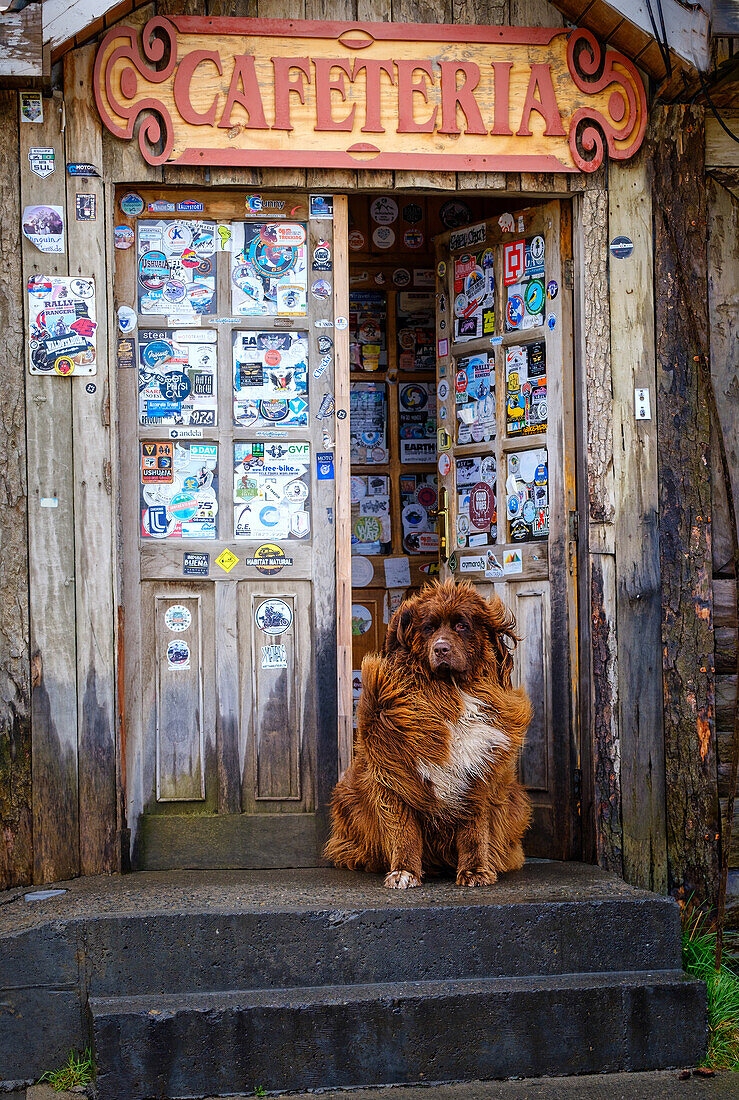 Patagonian mountain dog outside cafeteria near Torres del Paine National Park, Chile, South America