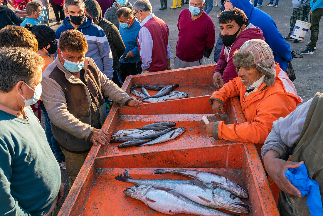 Menschen kaufen frischen Fisch auf dem Markt, Caleta Portales, Valparaiso, Provinz Valparaiso, Region Valparaiso, Chile, Südamerika