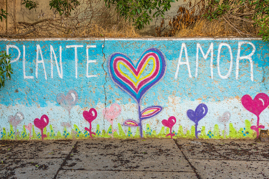 Painted mural with text saying Plante amor (Plant love) and heart at Cerro La Florida, Valparaiso, Valparaiso Province, Valparaiso Region, Chile, South America