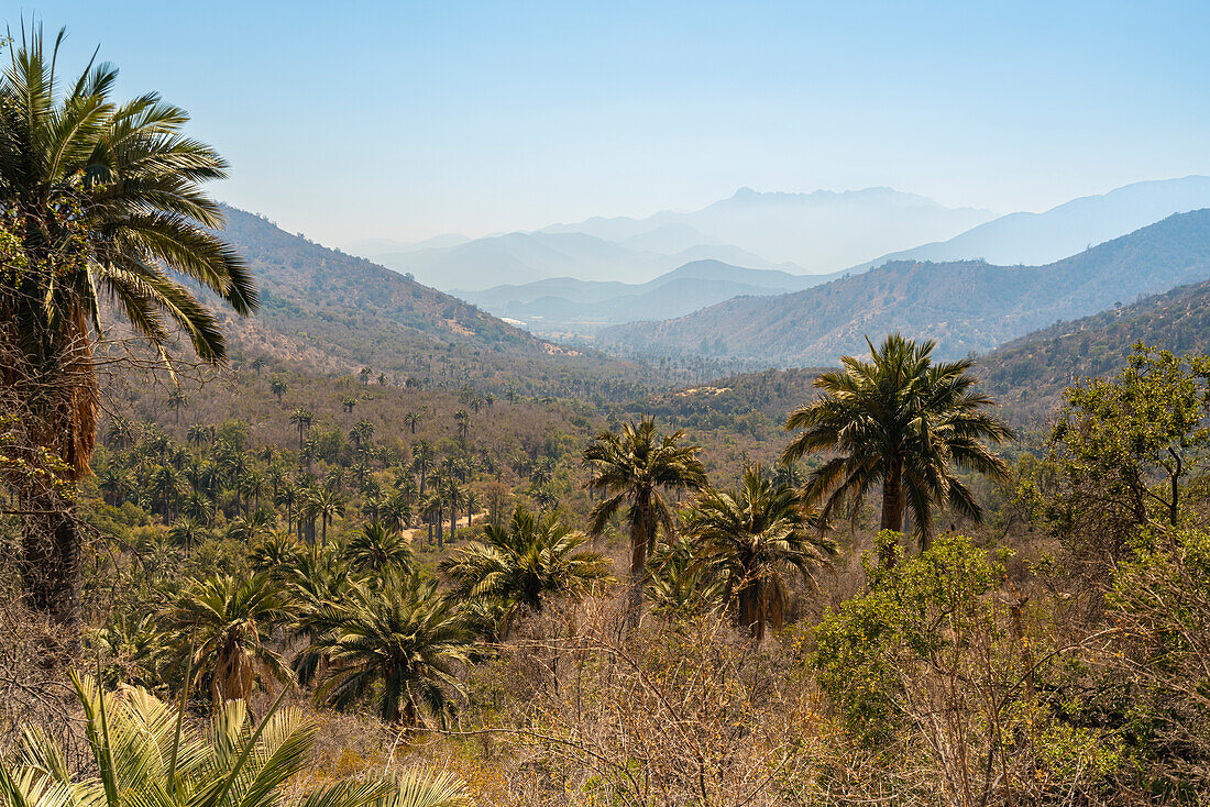 Chilenische Palmen, Sektor Palmas de Ocoa, Nationalpark La Campana, Cordillera De La Costa, Provinz Quillota, Region Valparaiso, Chile, Südamerika