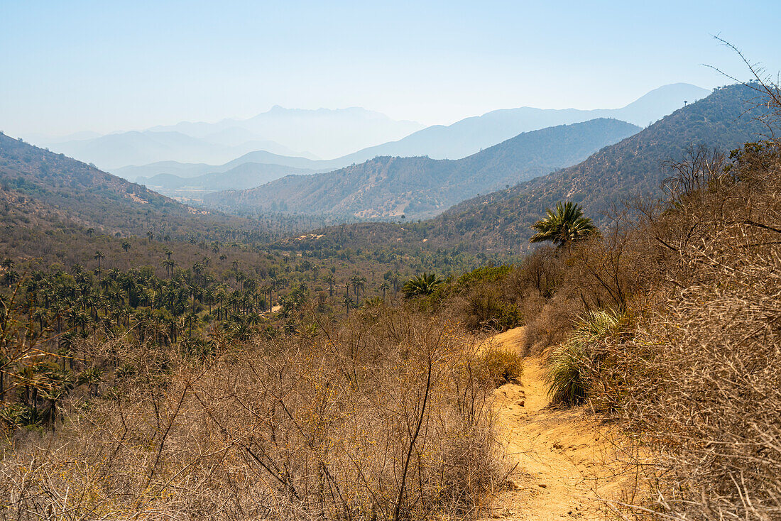 Hiking trail, Sector Palmas de Ocoa, La Campana National Park, Cordillera De La Costa, Quillota Province, Valparaiso Region, Chile, South America