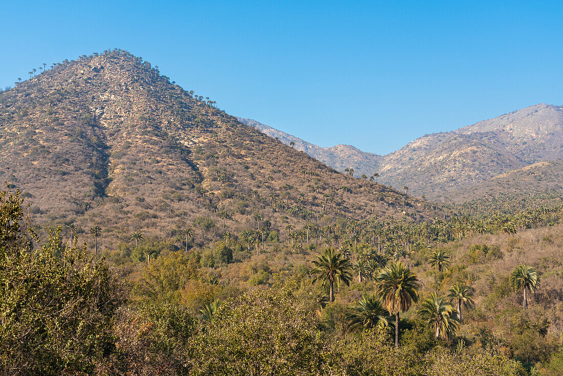 Native Chilean wine palm trees against mountain covered with palm trees, Sector Palmas de Ocoa, La Campana National Park, Cordillera De La Costa, Quillota Province, Valparaiso Region, Chile, South America