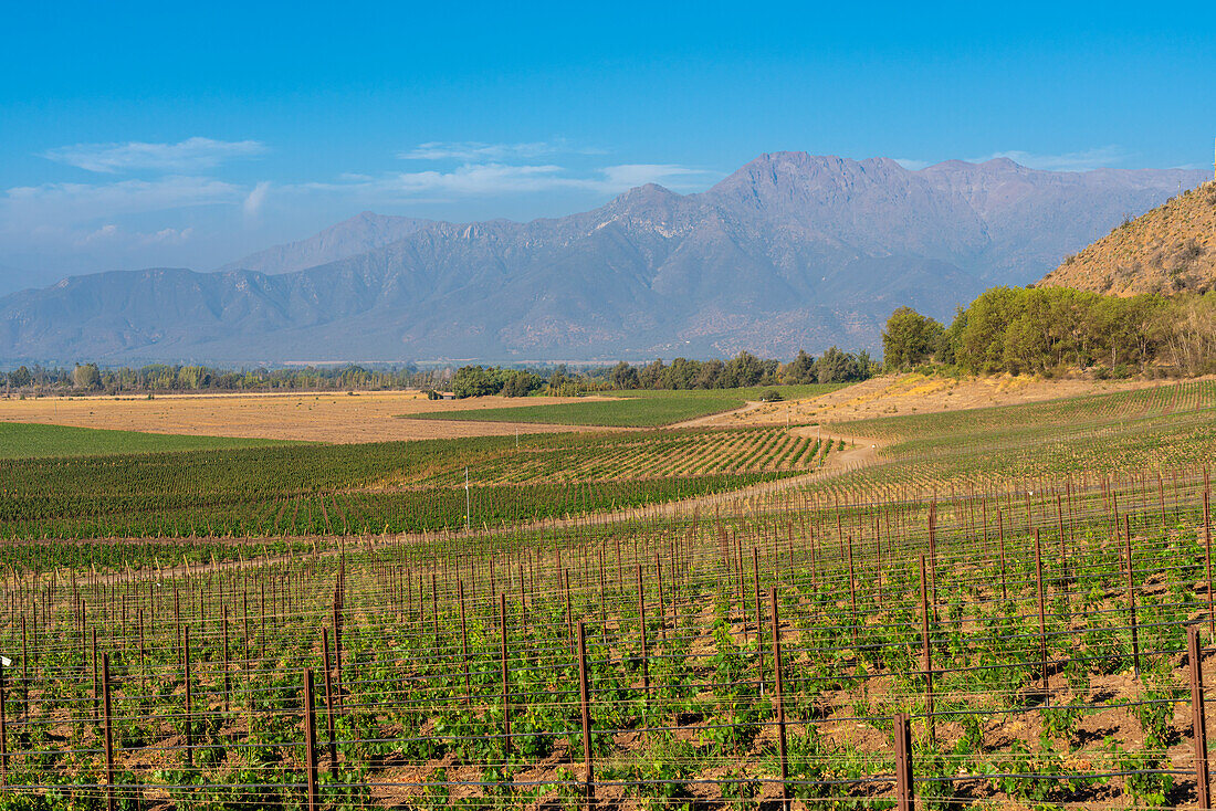 Vineyards with The Andes mountains on horizon, Haras de Pirque winery, Pirque, Maipo Valley, Cordillera Province, Santiago Metropolitan Region, Chile, South America