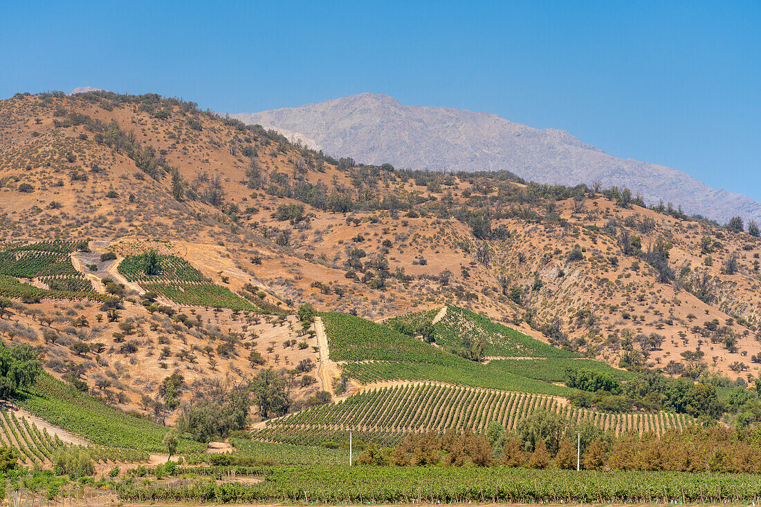 Vineyards with The Andes mountains on horizon, El Principal winery, Pirque, Maipo Valley, Cordillera Province, Santiago Metropolitan Region, Chile, South America
