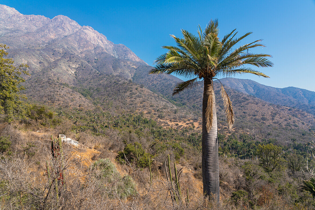 Chilenische Palme gegen Cerro La Campana im Sektor Palmas de Ocoa, Nationalpark La Campana, Cordillera De La Costa, Provinz Quillota, Region Valparaiso, Chile, Südamerika