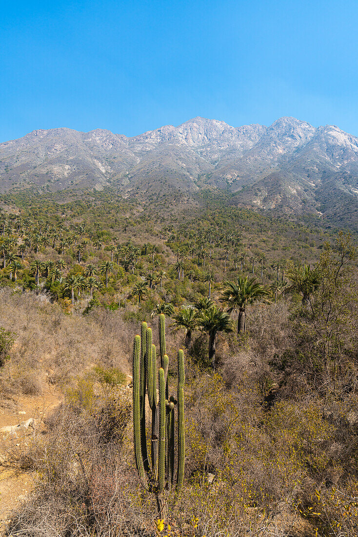 Cactus and Chilean palm trees, Sector Palmas de Ocoa, La Campana National Park, Cordillera De La Costa, Quillota Province, Valparaiso Region, Chile, South America