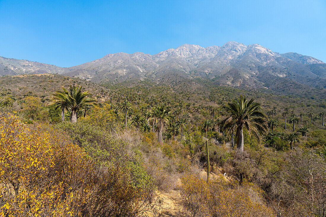 Chilean palm trees against Cerro La Campana at Sector Palmas de Ocoa, La Campana National Park, Cordillera De La Costa, Quillota Province, Valparaiso Region, Chile, South America