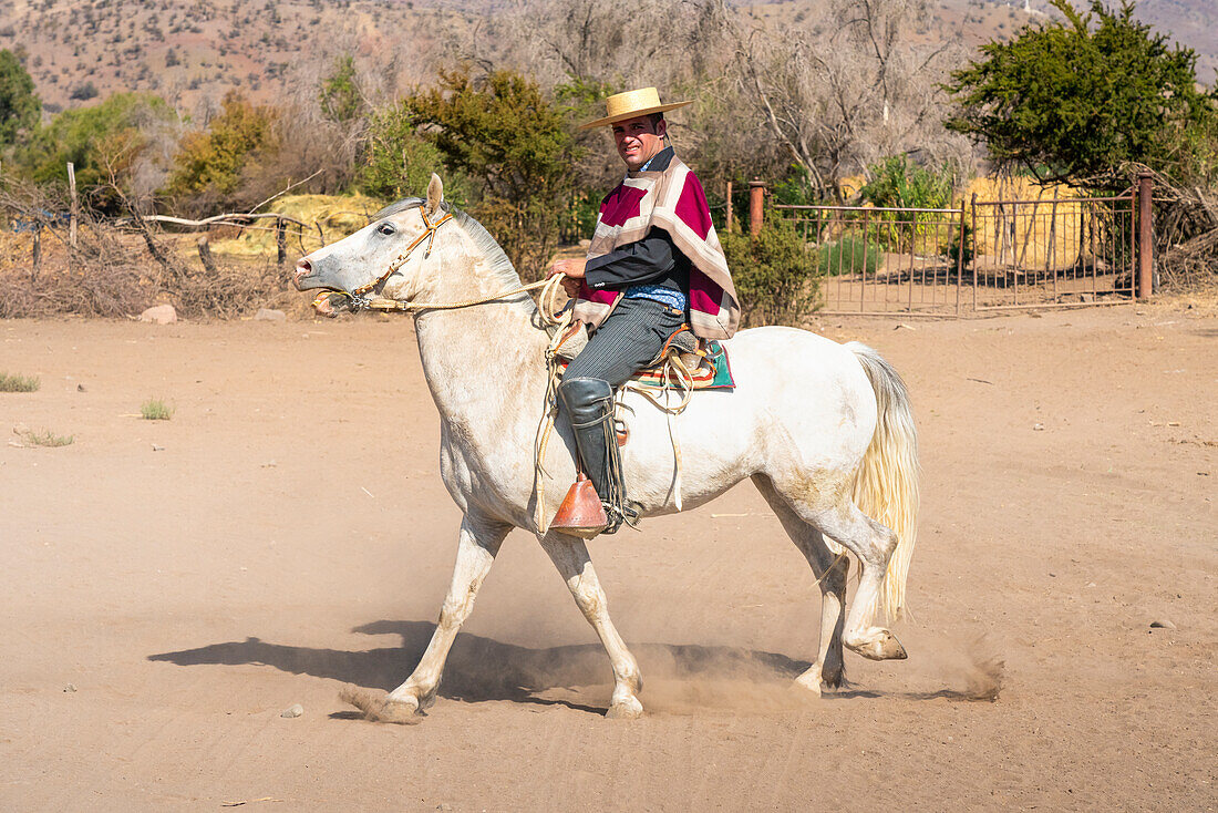 Huaso riding horse at ranch on sunny day, Colina, Chacabuco Province, Santiago Metropolitan Region, Chile, South America