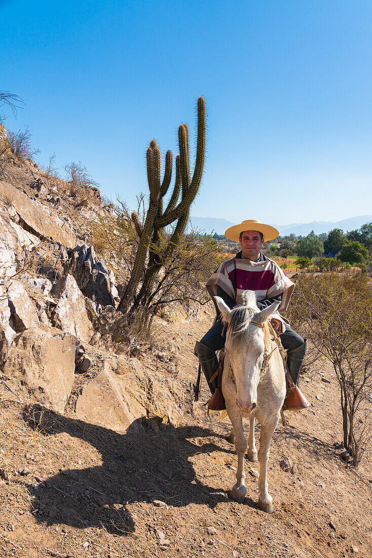 Huaso in traditioneller Kleidung reitet auf einem Pferd neben einem Kaktus auf einem Hügel, Colina, Provinz Chacabuco, Region Santiago Metropolitana, Chile, Südamerika