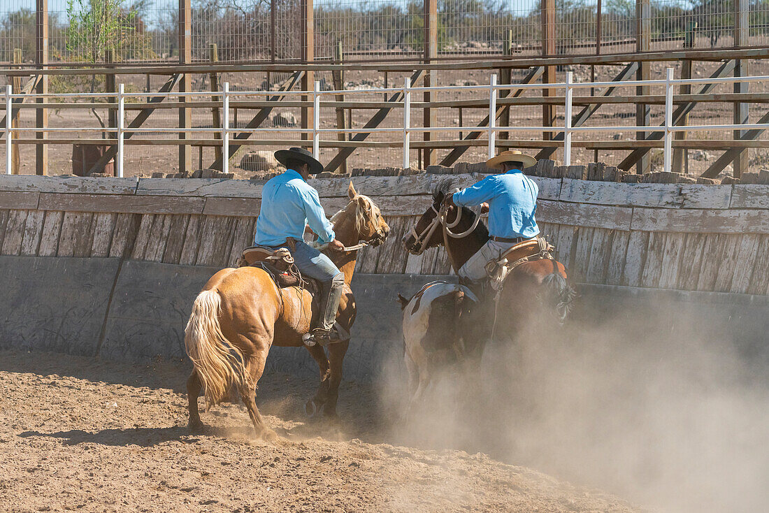 Chilean cowboys (huaso) training rodeo at stadium, Colina, Chacabuco Province, Santiago Metropolitan Region, Chile, South America
