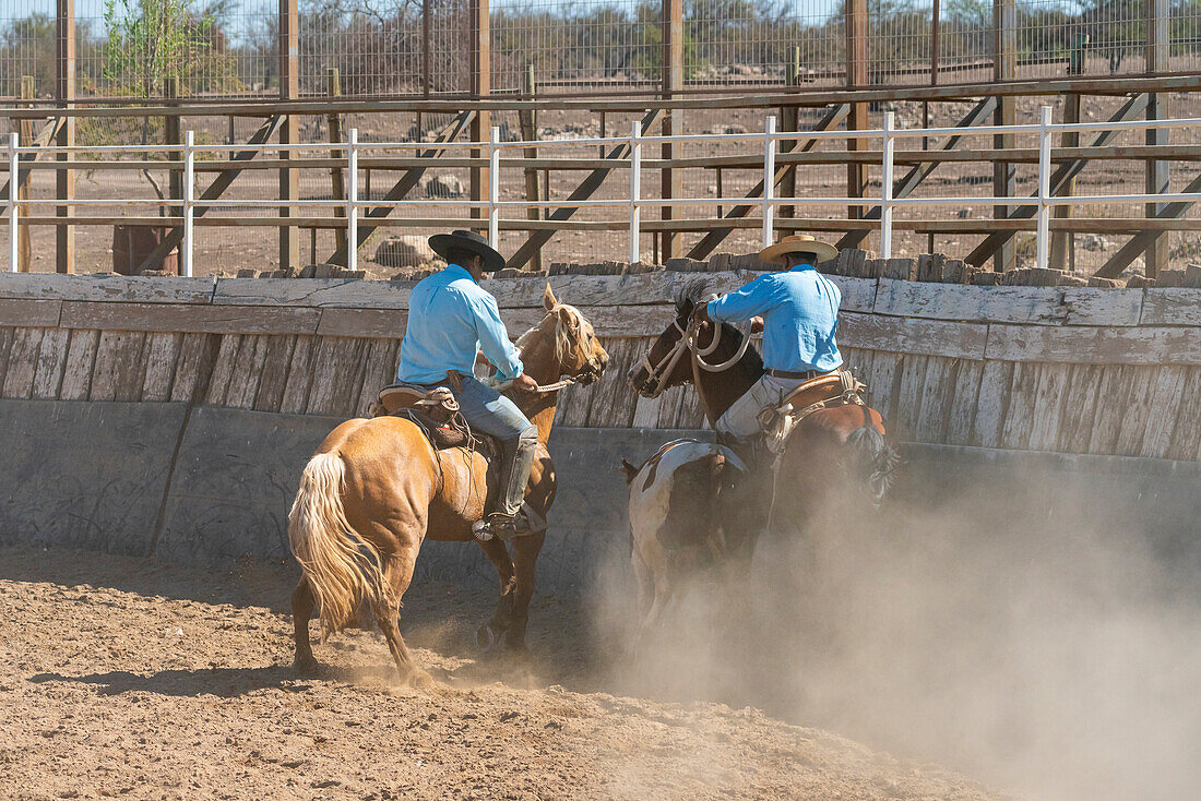 Chilenische Cowboys (huaso) beim Rodeotraining im Stadion, Colina, Provinz Chacabuco, Metropolregion Santiago, Chile, Südamerika