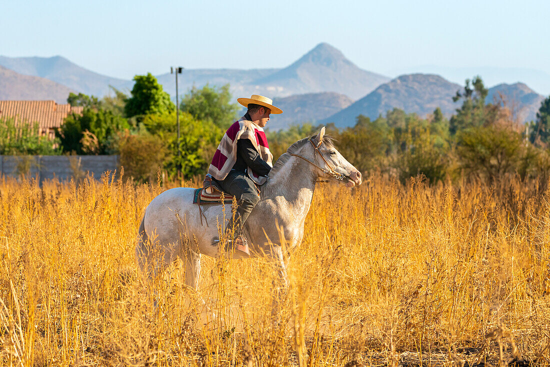 Huaso reitet auf einem Pferd im Feld, Colina, Provinz Chacabuco, Region Santiago Metropolitana, Chile, Südamerika