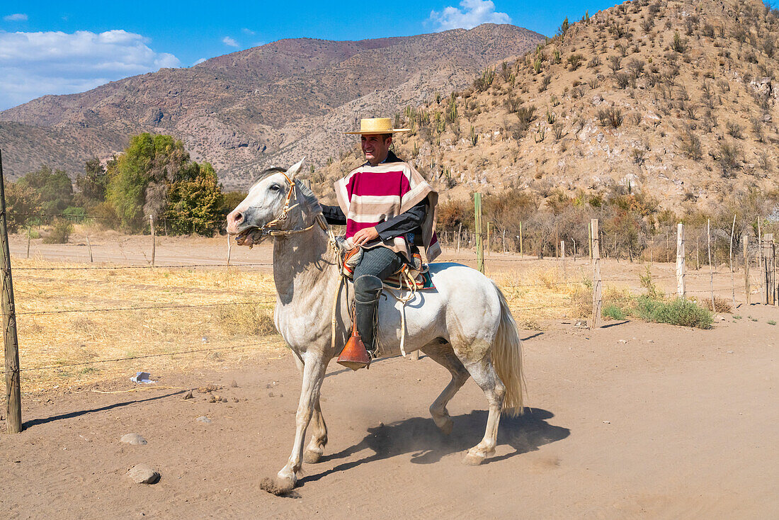 Huaso riding horse at ranch on sunny day, Colina, Chacabuco Province, Santiago Metropolitan Region, Chile, South America