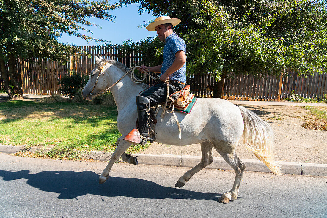Huaso riding horse on street on sunny day, Colina, Chacabuco Province, Santiago Metropolitan Region, Chile, South America