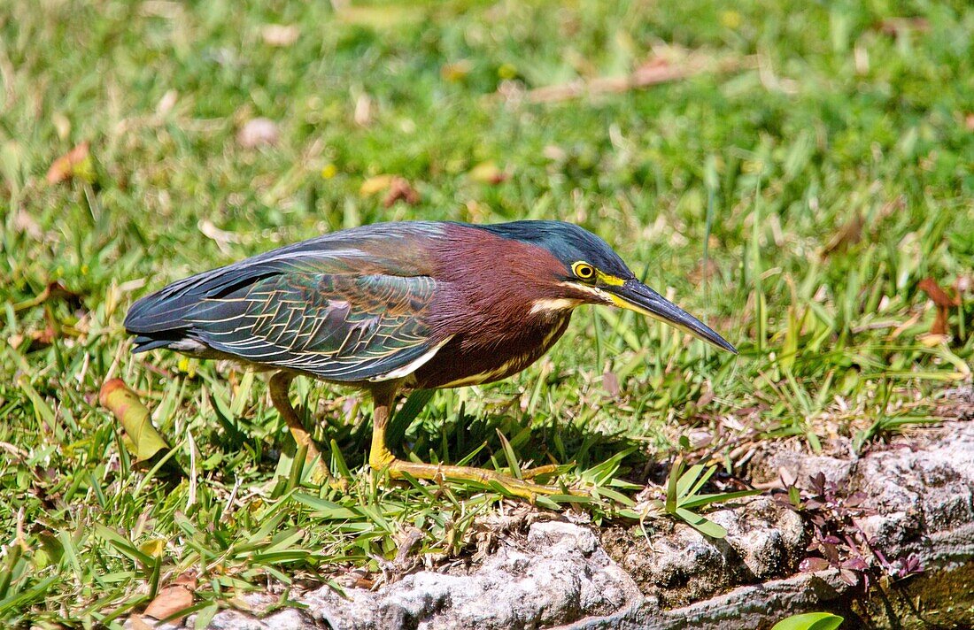 A young Green Heron (Butorides Virescens) fishing by a pond, Bermuda, Atlantic, North America