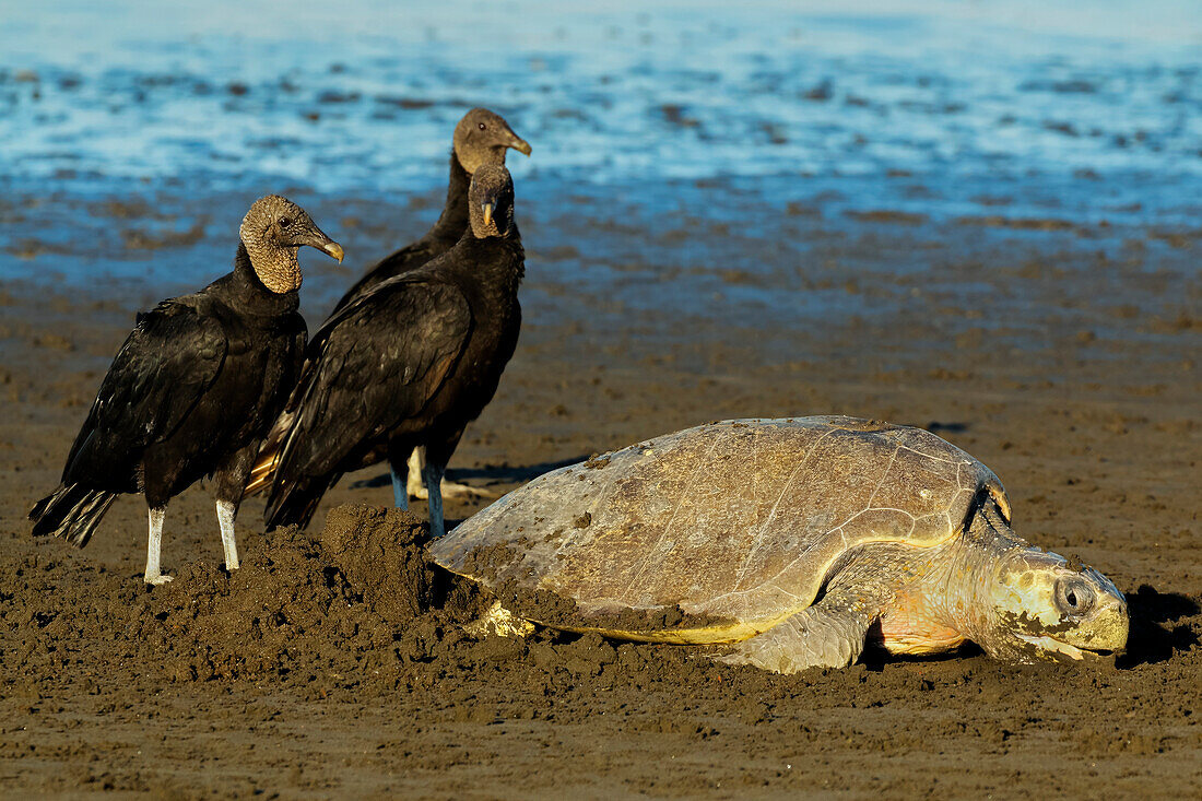 Geier warten darauf, Eier zu stehlen, während die Olive Ridley-Schildkröte ihr Nest in diesem Schutzgebiet gräbt, Ostional, Nicoya-Halbinsel, Guanacaste, Costa Rica, Mittelamerika