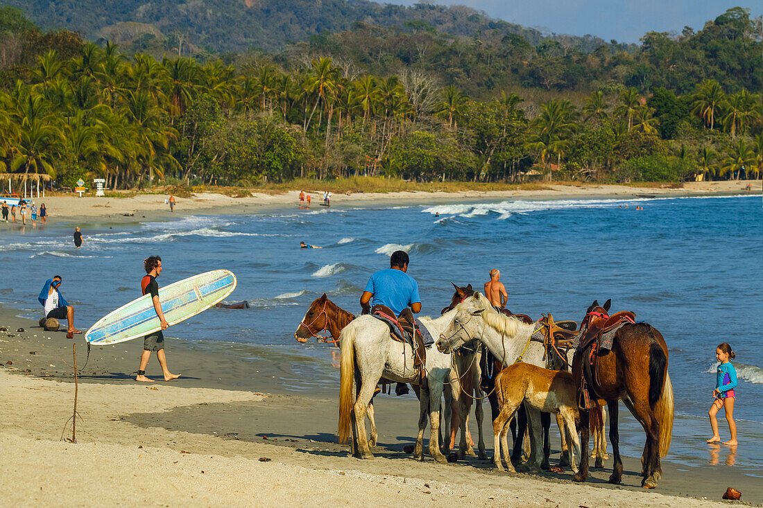 Pferdeverleih am beliebten Sandstrand dieses entspannten Dorfes und Resorts, Samara, Nicoya-Halbinsel, Guanacaste, Costa Rica, Mittelamerika